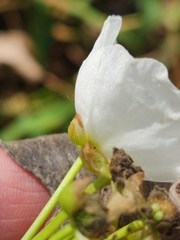 Echinodorus cordifolius