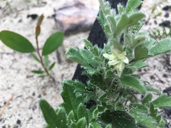 Xanthosia pilosa