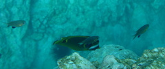 Chaetodon lunula