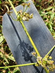 Echinodorus cordifolius