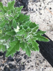 Xanthosia pilosa