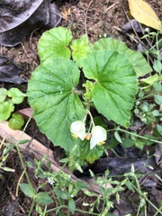 Begonia hirtella