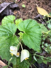 Begonia hirtella