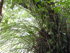 Fascicularia bicolor