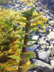 Lysimachia maritima