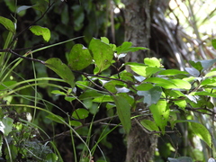 Hydrangea serratifolia