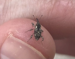 Acicnemis crassiusculus