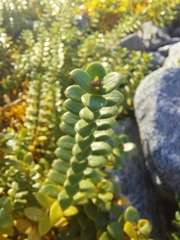 Lysimachia maritima