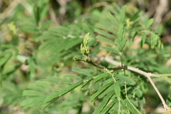 Senegalia bonariensis