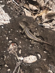 Microlophus bivittatus