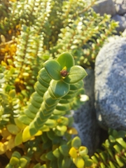 Lysimachia maritima