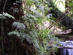 Hymenophyllum caudiculatum