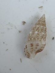 Cerithium eburneum