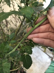 Rhamphospermum nigrum
