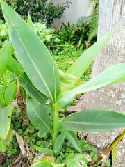 Canna indica