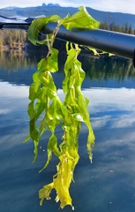 Potamogeton praelongus