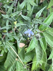 Carlowrightia parviflora
