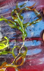 Potamogeton praelongus
