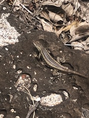 Microlophus bivittatus