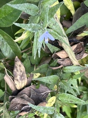 Carlowrightia parviflora