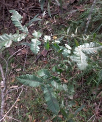 Alectryon tomentosus