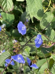 Jacquemontia pentanthos