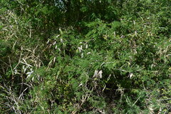 Senegalia bonariensis