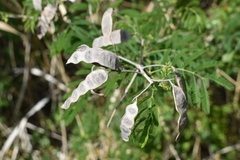 Senegalia bonariensis