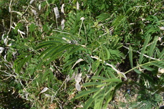 Senegalia bonariensis