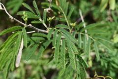Senegalia bonariensis