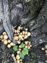 Coprinellus micaceus