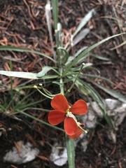 Erysimum capitatum