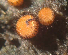 Scutellinia setosa