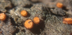 Scutellinia setosa