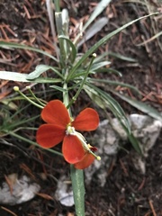 Erysimum capitatum