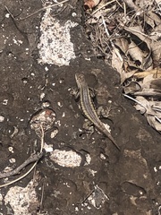 Microlophus bivittatus