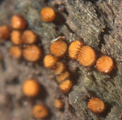 Scutellinia setosa