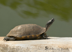 Melanochelys trijuga