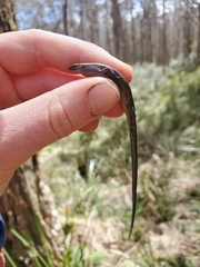 Lampropholis delicata