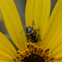 Zygogramma signatipennis