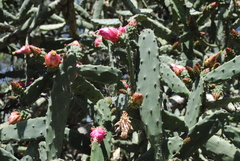 Opuntia karwinskiana