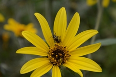 Zygogramma signatipennis