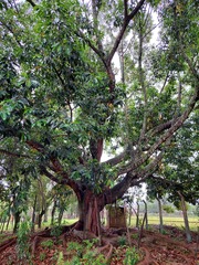 Ficus elastica