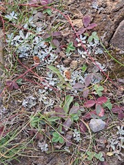 Antennaria parvifolia