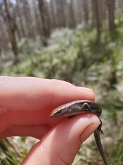 Lampropholis delicata