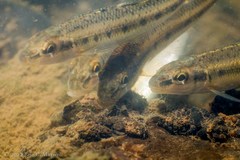 Erimystax dissimilis