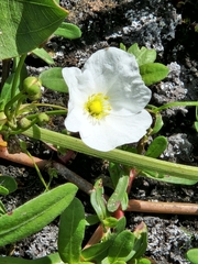 Echinodorus cordifolius