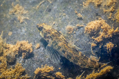 Etheostoma zonale