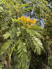 Senna spectabilis