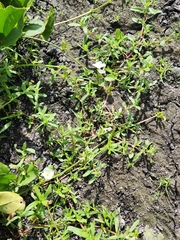 Echinodorus cordifolius